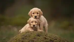 Mini Golden Retriever
