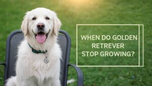 when do golden retrievers stop growing