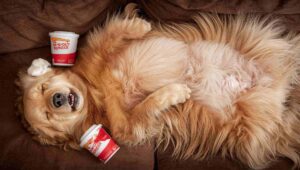 how long is a golden retriever pregnant