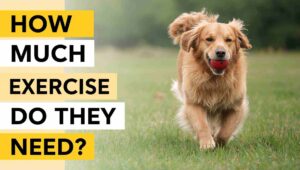 how much exercise does a golden retriever need