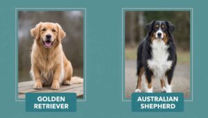 golden retriever vs australian shepherd
