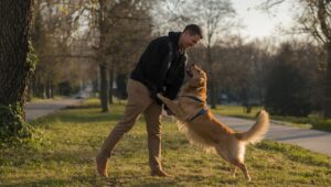 how to train a golden retriever