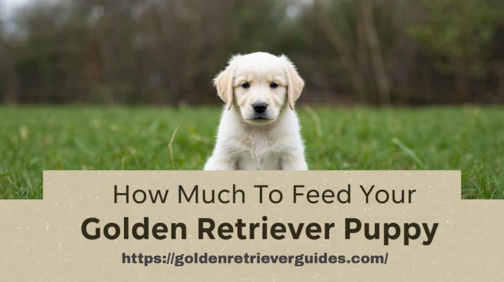 Current image: how much to feed golden retriever puppy