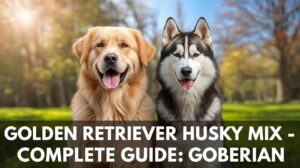 Golden Retriever Husky Mix