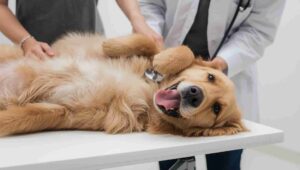 when to neuter a golden retriever