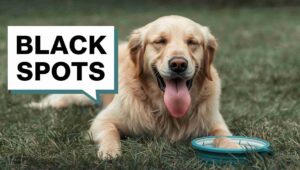 golden retriever black spot on tongue