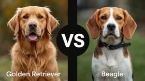 Golden Retriever vs Beagle