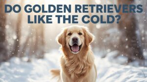 do golden retrievers like the cold