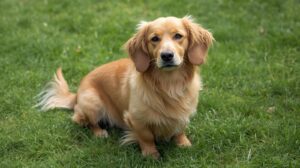 Golden Retriever Cross Dachshund