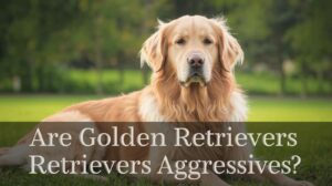 are golden retrievers aggressive